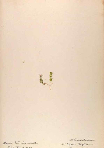 Reproducción/Reproduction 48792684366: [Water-color sketches of plants of North America and Europe]. . 