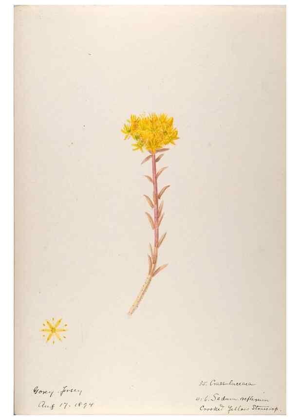 Reproducción/Reproduction 48792317348: [Water-color sketches of plants of North America and Europe]. . 