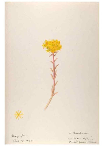 Reproducción/Reproduction 48792317348: [Water-color sketches of plants of North America and Europe]. . 