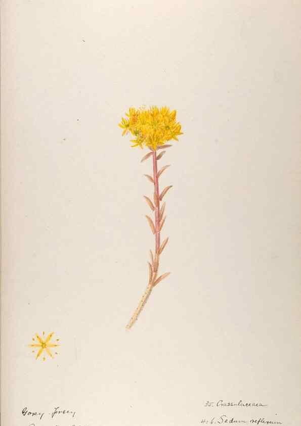 Reproducción/Reproduction 48792317348: [Water-color sketches of plants of North America and Europe]. . 