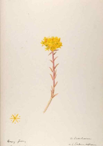 Reproducción/Reproduction 48792317348: [Water-color sketches of plants of North America and Europe]. . 