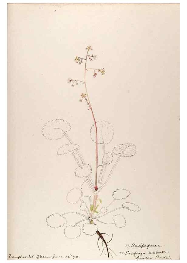 Reproducción/Reproduction 48792317578: [Water-color sketches of plants of North America and Europe]. . 