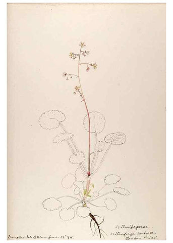 Reproducción/Reproduction 48792317578: [Water-color sketches of plants of North America and Europe]. . 