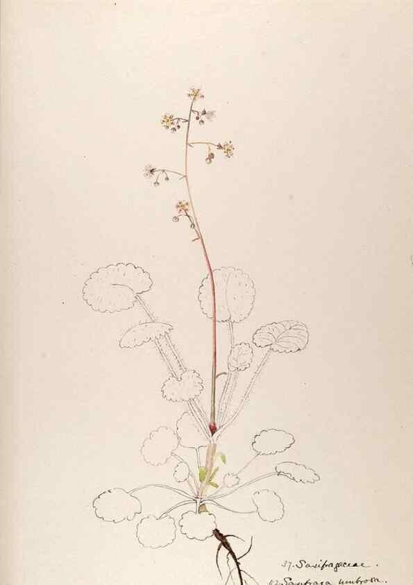 Reproducción/Reproduction 48792317578: [Water-color sketches of plants of North America and Europe]. . 