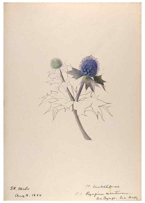 Reproducción/Reproduction 48792826192: [Water-color sketches of plants of North America and Europe]. . 