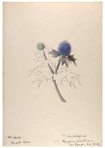 Reproducción/Reproduction 48792826192: [Water-color sketches of plants of North America and Europe]. . 