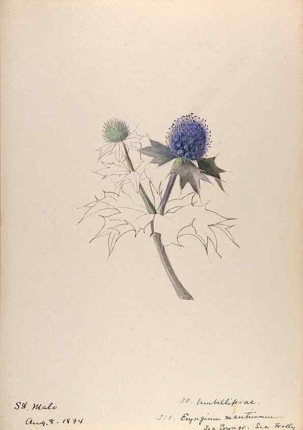 Reproducción/Reproduction 48792826192: [Water-color sketches of plants of North America and Europe]. . 