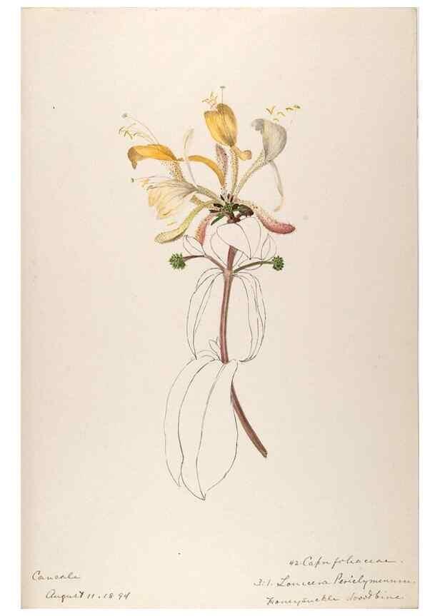 Reproducción/Reproduction 48792826332: [Water-color sketches of plants of North America and Europe]. . 