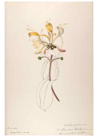 Reproducción/Reproduction 48792826332: [Water-color sketches of plants of North America and Europe]. . 
