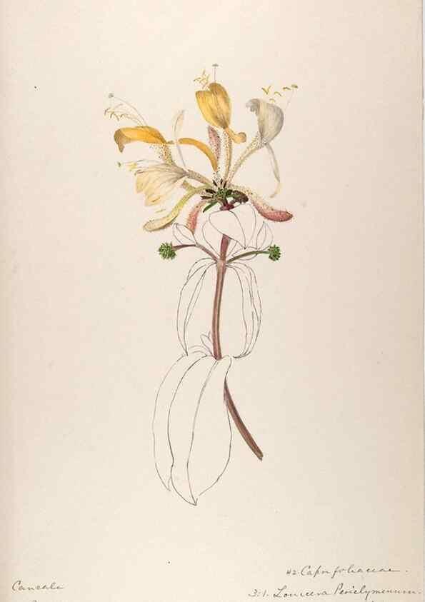 Reproducción/Reproduction 48792826332: [Water-color sketches of plants of North America and Europe]. . 