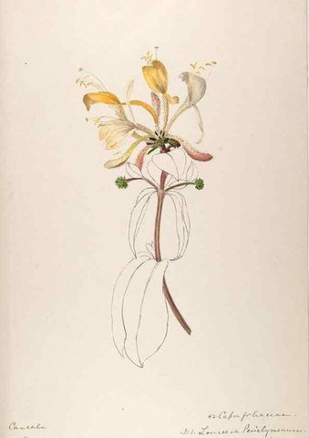 Reproducción/Reproduction 48792826332: [Water-color sketches of plants of North America and Europe]. . 