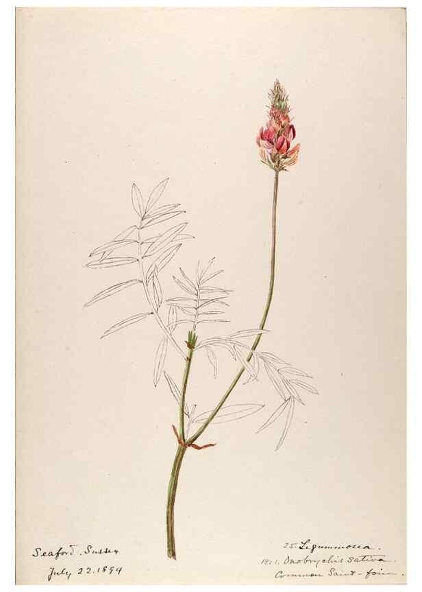 Reproducción/Reproduction 48792682216: [Water-color sketches of plants of North America and Europe]. . 