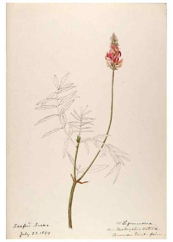 Reproducción/Reproduction 48792682216: [Water-color sketches of plants of North America and Europe]. . 
