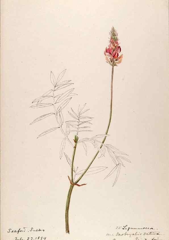 Reproducción/Reproduction 48792682216: [Water-color sketches of plants of North America and Europe]. . 
