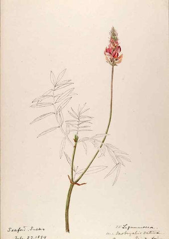 Reproducción/Reproduction 48792682216: [Water-color sketches of plants of North America and Europe]. . 