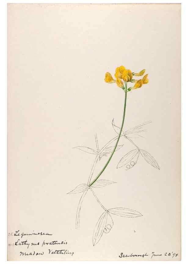 Reproducción/Reproduction 48792314713: [Water-color sketches of plants of North America and Europe]. . 