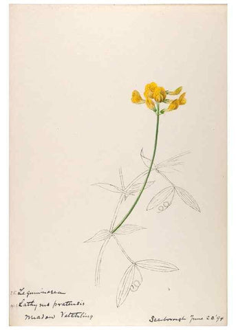 Reproducción/Reproduction 48792314713: [Water-color sketches of plants of North America and Europe]. . 