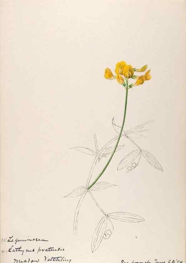 Reproducción/Reproduction 48792314713: [Water-color sketches of plants of North America and Europe]. . 