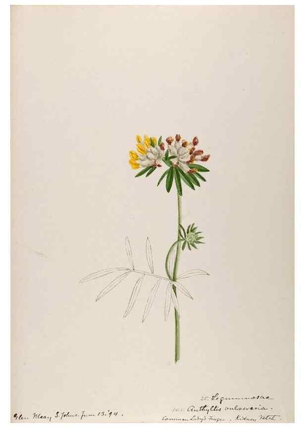 Reproducción/Reproduction 48792823207: [Water-color sketches of plants of North America and Europe]. . 