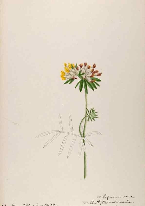 Reproducción/Reproduction 48792823207: [Water-color sketches of plants of North America and Europe]. . 