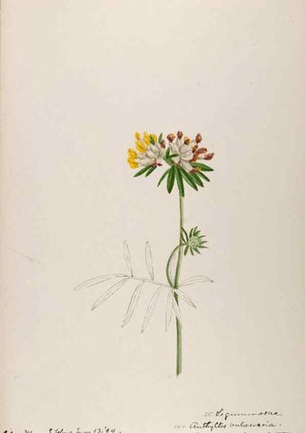 Reproducción/Reproduction 48792823207: [Water-color sketches of plants of North America and Europe]. . 