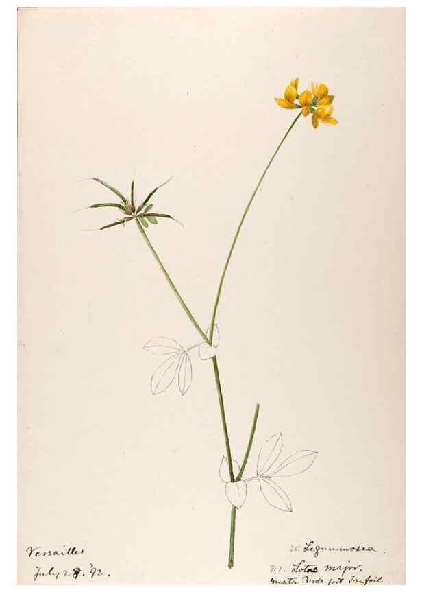 Reproducción/Reproduction 48792822957: [Water-color sketches of plants of North America and Europe]. . 