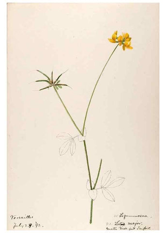 Reproducción/Reproduction 48792822957: [Water-color sketches of plants of North America and Europe]. . 