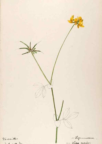 Reproducción/Reproduction 48792822957: [Water-color sketches of plants of North America and Europe]. . 