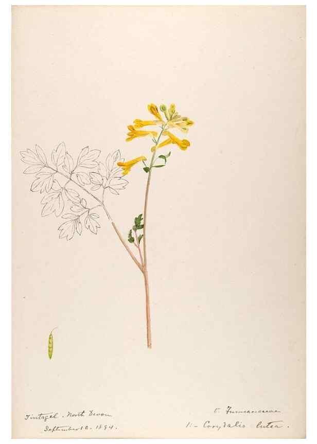 Reproducción/Reproduction 48792677996: [Water-color sketches of plants of North America and Europe]. . 