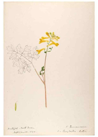 Reproducción/Reproduction 48792677996: [Water-color sketches of plants of North America and Europe]. . 