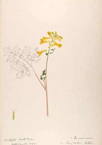 Reproducción/Reproduction 48792677996: [Water-color sketches of plants of North America and Europe]. . 