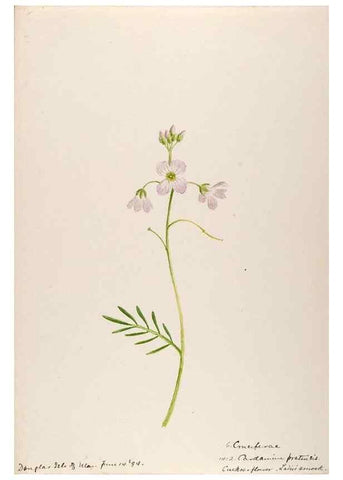 Reproducción/Reproduction 48792678236: [Water-color sketches of plants of North America and Europe]. . 