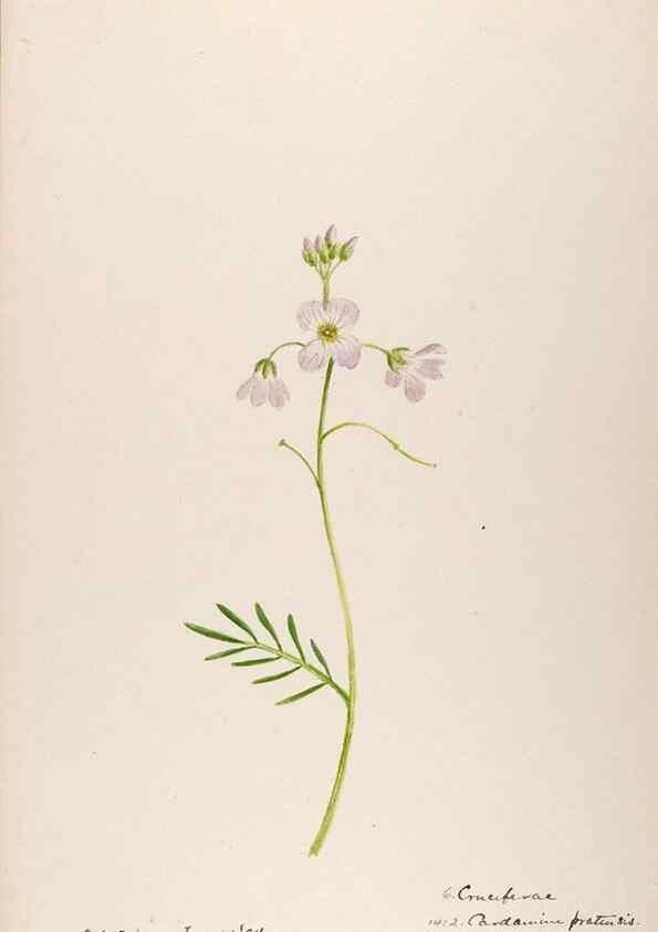 Reproducción/Reproduction 48792678236: [Water-color sketches of plants of North America and Europe]. . 