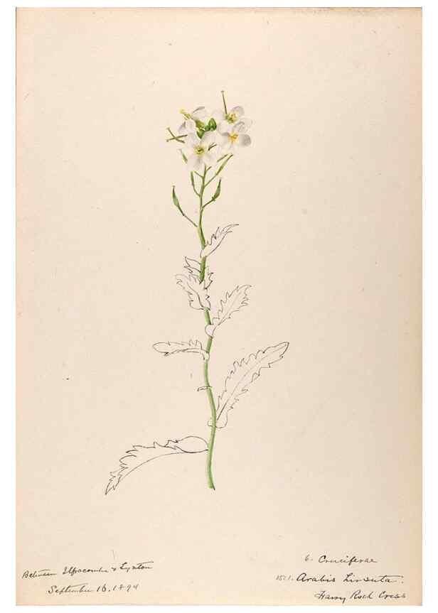 Reproducción/Reproduction 48792678421: [Water-color sketches of plants of North America and Europe]. . 