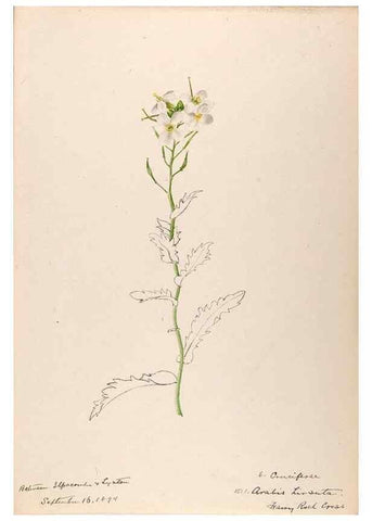 Reproducción/Reproduction 48792678421: [Water-color sketches of plants of North America and Europe]. . 