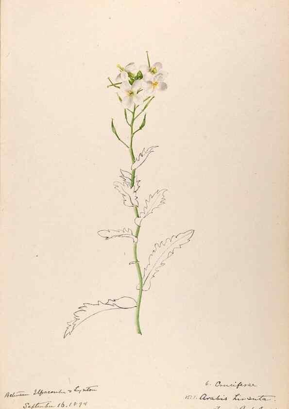 Reproducción/Reproduction 48792678421: [Water-color sketches of plants of North America and Europe]. . 