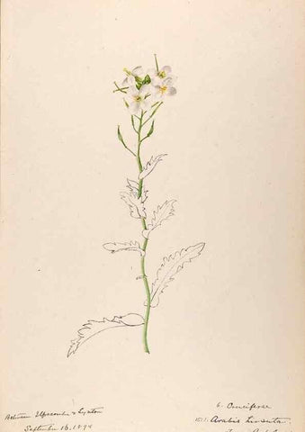 Reproducción/Reproduction 48792678421: [Water-color sketches of plants of North America and Europe]. . 
