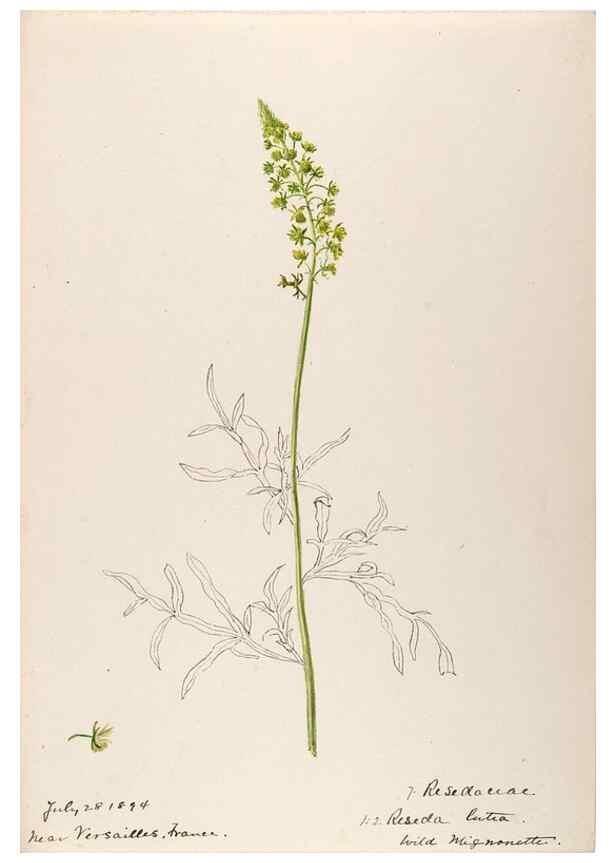 Reproducción/Reproduction 48792311288: [Water-color sketches of plants of North America and Europe]. . 