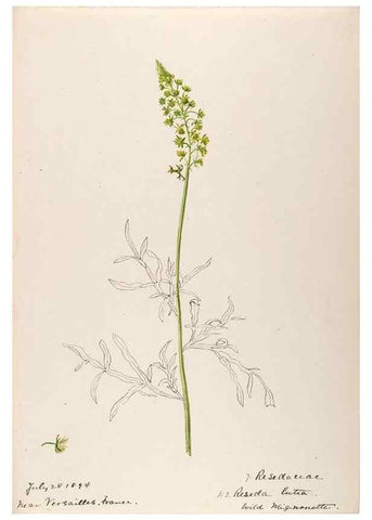 Reproducción/Reproduction 48792311288: [Water-color sketches of plants of North America and Europe]. . 