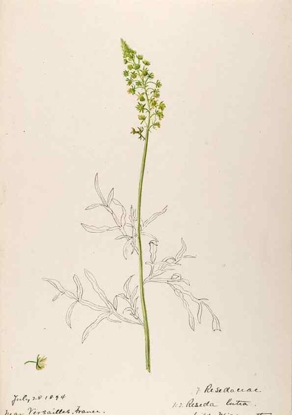 Reproducción/Reproduction 48792311288: [Water-color sketches of plants of North America and Europe]. . 
