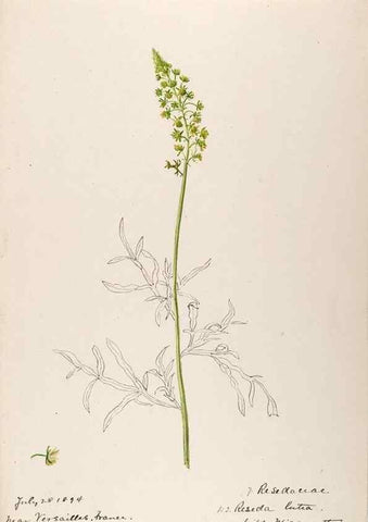 Reproducción/Reproduction 48792311288: [Water-color sketches of plants of North America and Europe]. . 