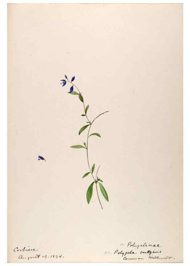 Reproducción/Reproduction 48792820502: [Water-color sketches of plants of North America and Europe]. . 