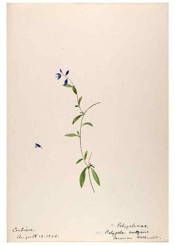 Reproducción/Reproduction 48792820502: [Water-color sketches of plants of North America and Europe]. . 