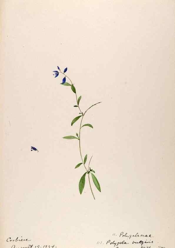 Reproducción/Reproduction 48792820502: [Water-color sketches of plants of North America and Europe]. . 