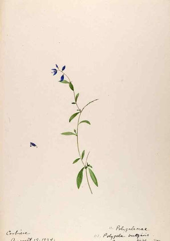 Reproducción/Reproduction 48792820502: [Water-color sketches of plants of North America and Europe]. . 