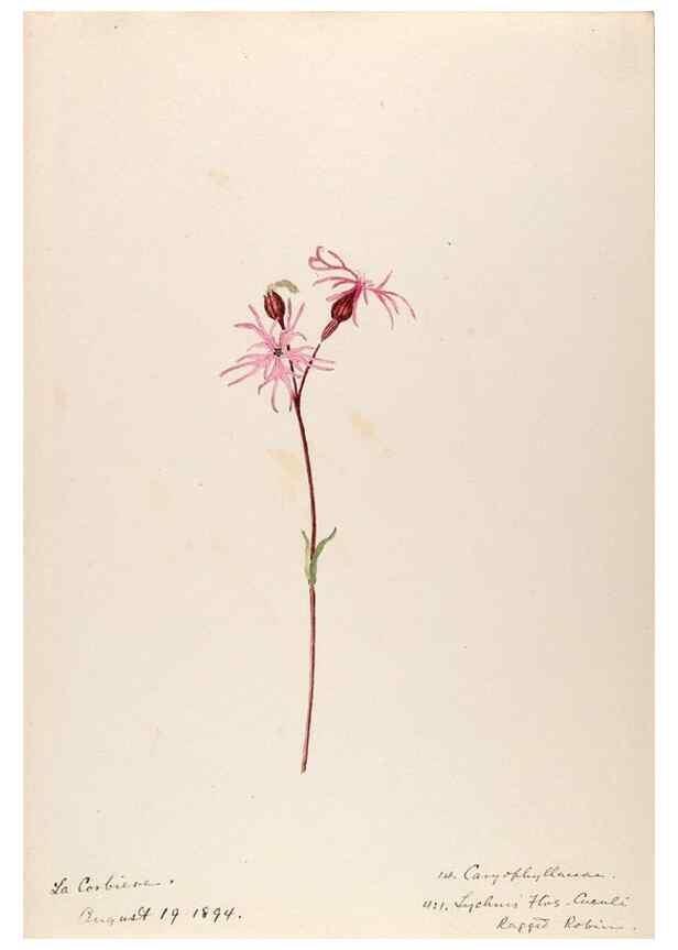 Reproducción/Reproduction 48792311793: [Water-color sketches of plants of North America and Europe]. . 
