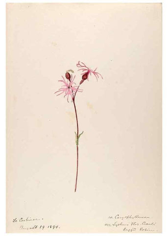 Reproducción/Reproduction 48792311793: [Water-color sketches of plants of North America and Europe]. . 