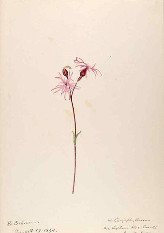 Reproducción/Reproduction 48792311793: [Water-color sketches of plants of North America and Europe]. . 