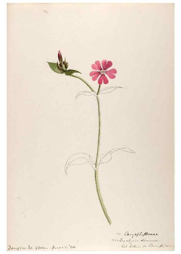 Reproducción/Reproduction 48792679326: [Water-color sketches of plants of North America and Europe]. . 
