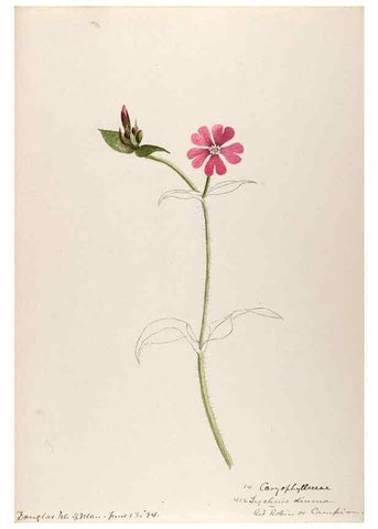 Reproducción/Reproduction 48792679326: [Water-color sketches of plants of North America and Europe]. . 